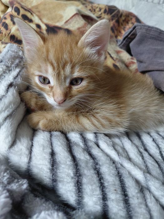 Отдам котят бесплатно