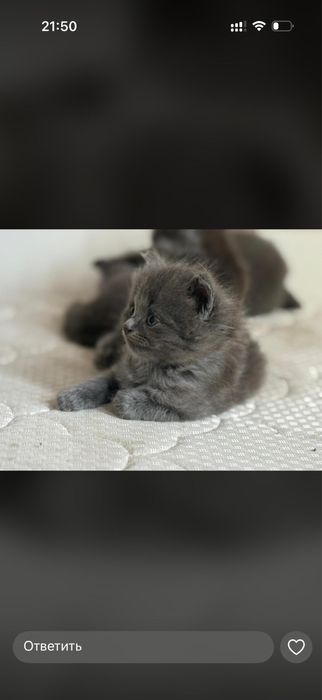 котята шотландский вислоухий