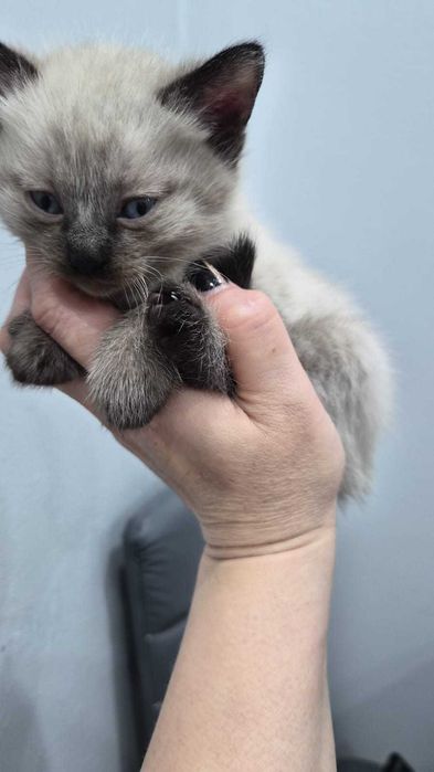 Отдам котят  милых