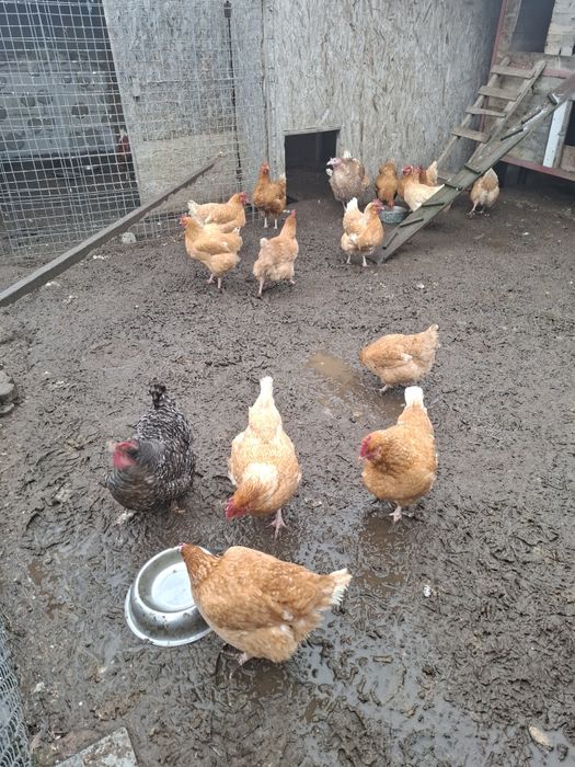 Gaini cocosi curci crescute la curte.