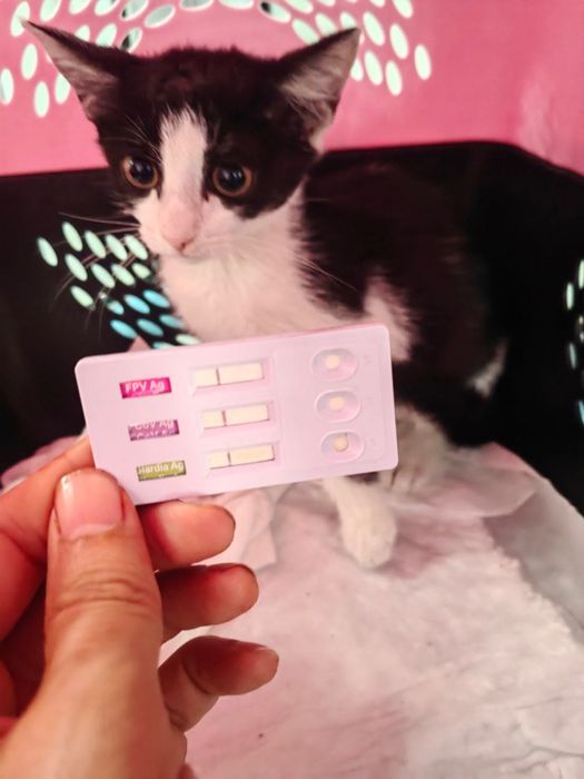 Котенце, момиче, 2 месеца