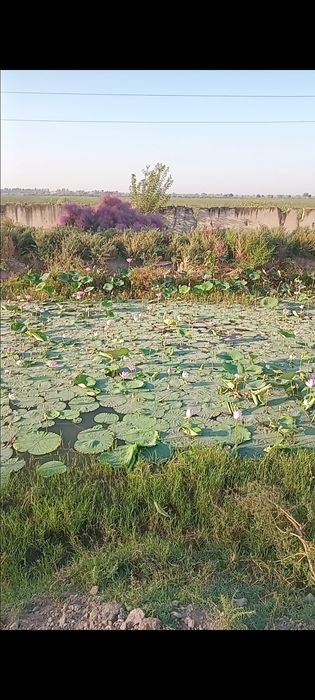 Балик бокиш учун кол(Рыбхоз) сотилади