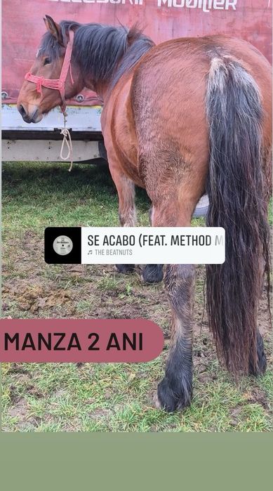 Manza semigreu romanesc