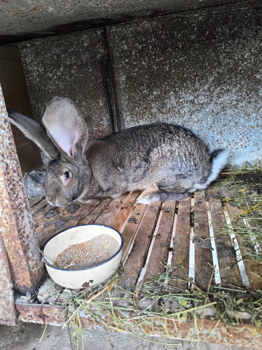 Белгийски великани