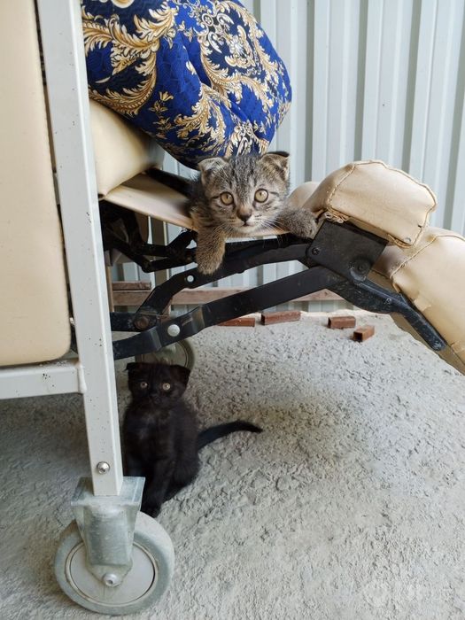 Мушукча  Котёнок