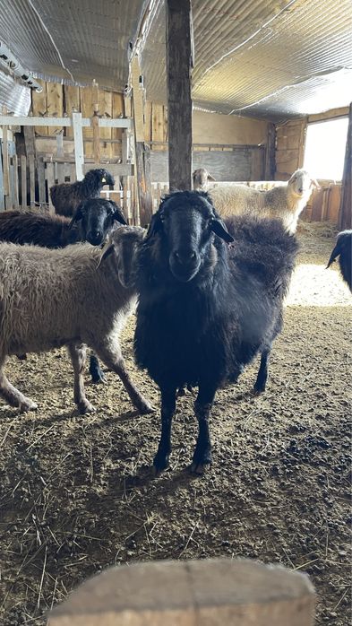 қойлар сатылады