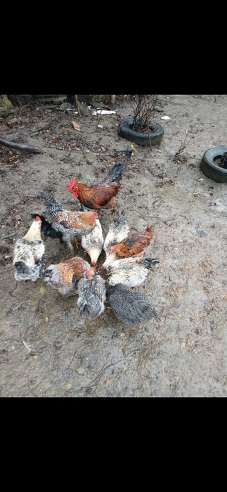 Găini și cocoși de casă