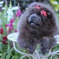 Chow chow  femela blue
