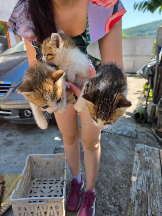 Подарявам котета