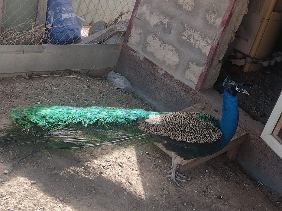 Павлин сатылады еркек