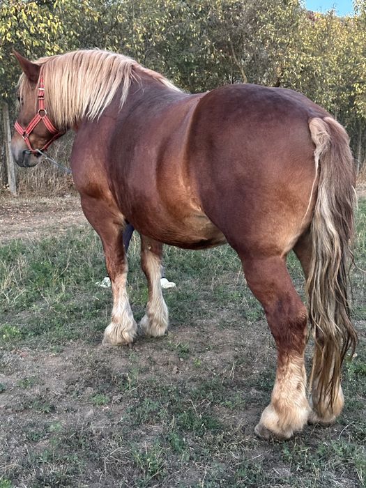 **iapa 6 ani Pașaport 1.70 inaltime 850-900kg Se vinde pe garantie