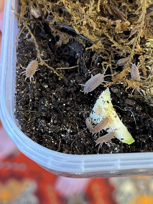 мокрицы Porcellionides pruinosus