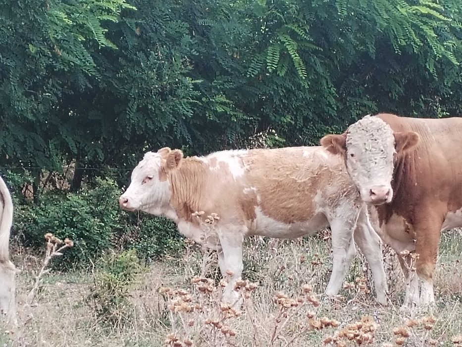 Vand tăurași si vitele ( 9 bucati)