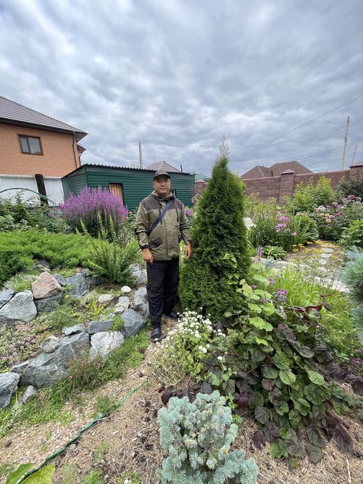 Ели голубые,зеленые