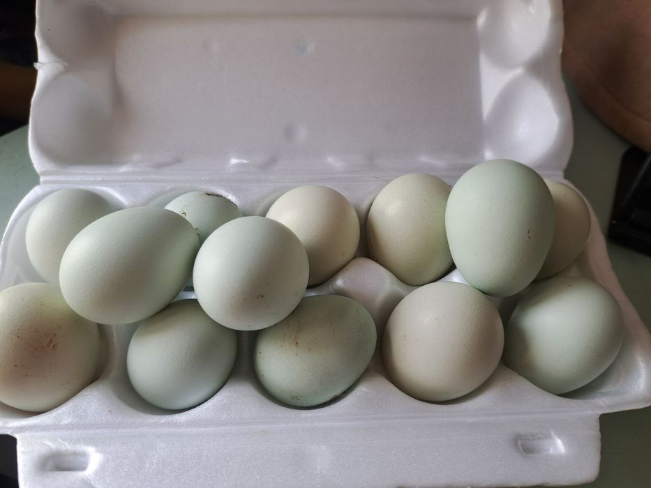 Продаются домашние яйца на инкубацию