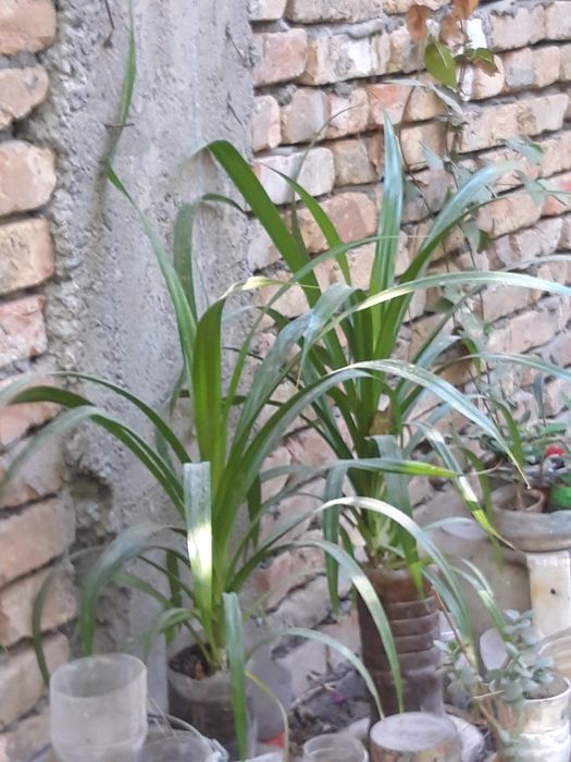 Комнатные цветы дешево