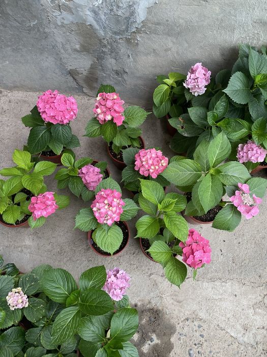 Гортензия 60,100,120 минг сум