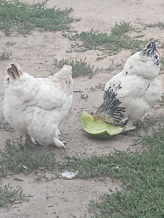 Продам курей брама крупных молодых