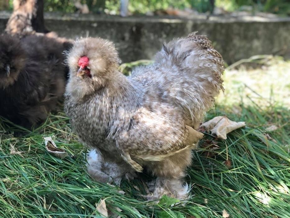 Продавам яйца и пилета от Копринките на снимките