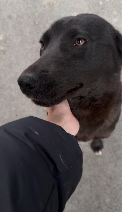 Ищем дом самой ласковой малышке!