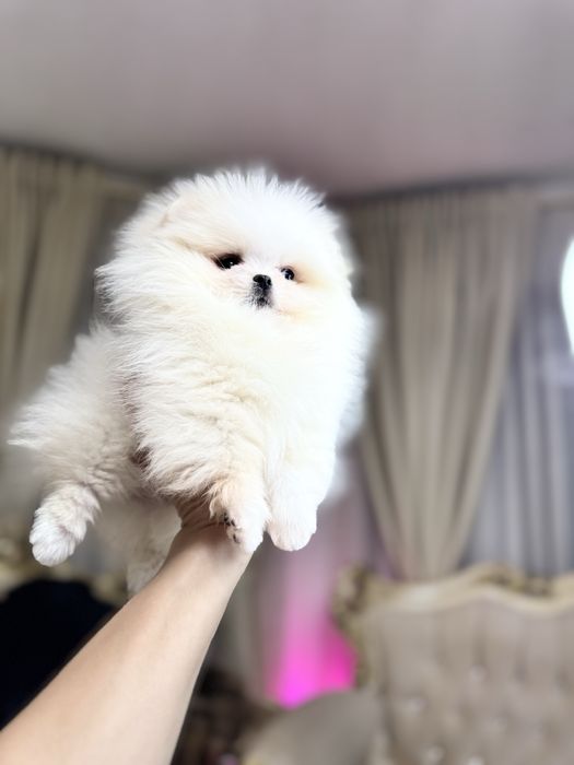 Femela pomeranian extra mics