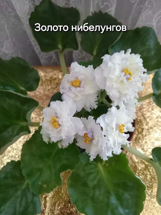 Продам фиалки ..