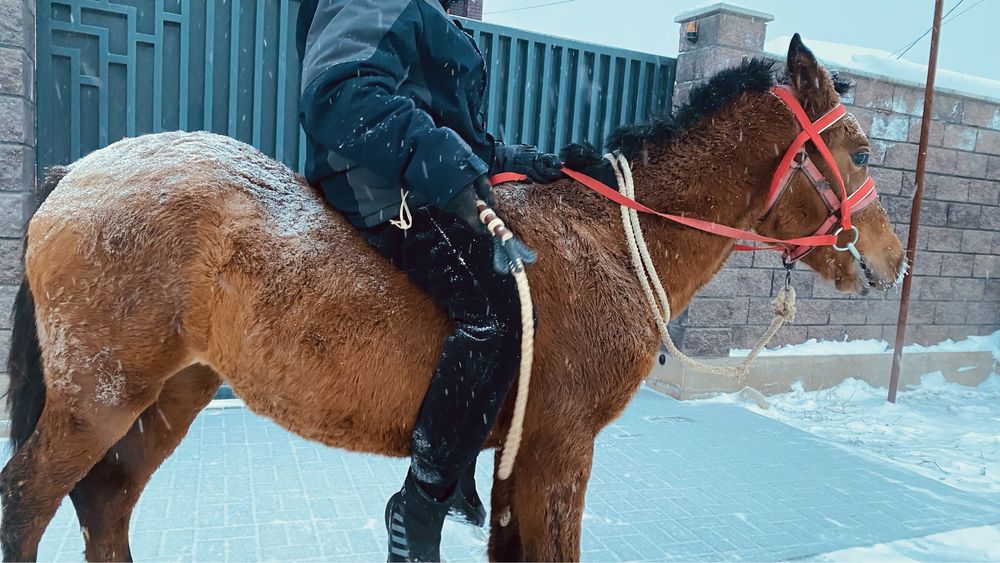 продам тай жабагы