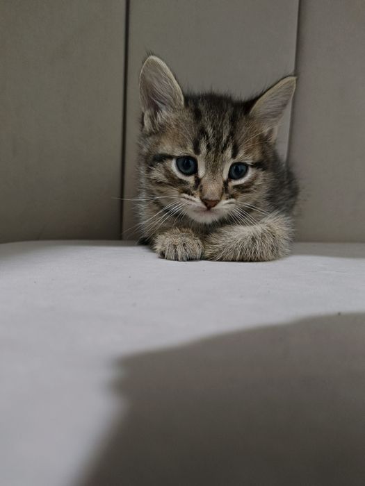 Домашние чистые кошки