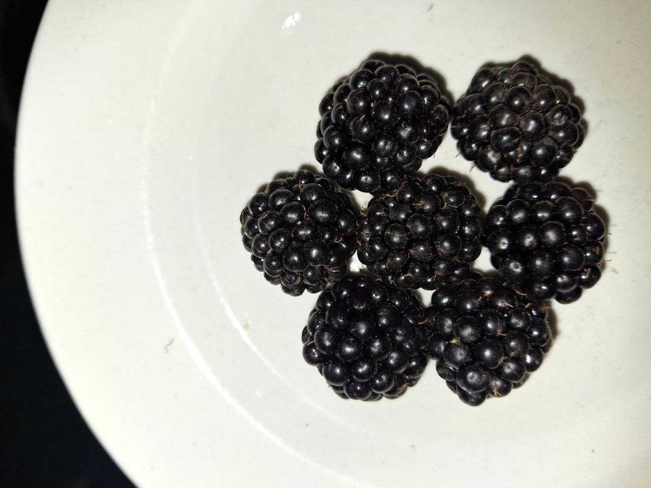 Ejevika ko'chatlari bor. 15-20 kggacha bir ko'chatdam hosil beradi