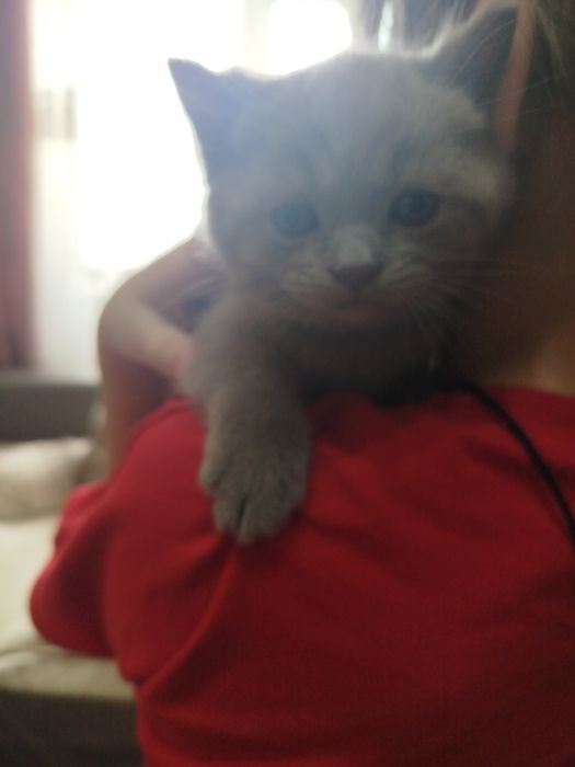 Продается котенок