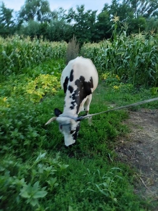 Vând vacă carne/ lapte