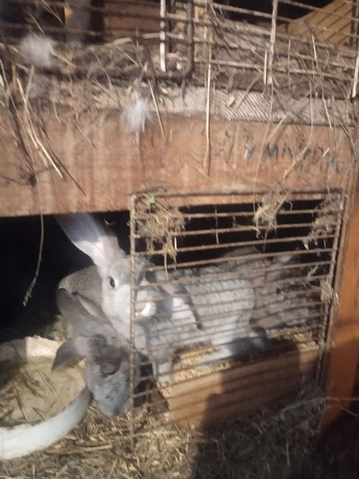 Продам кроликов срочно