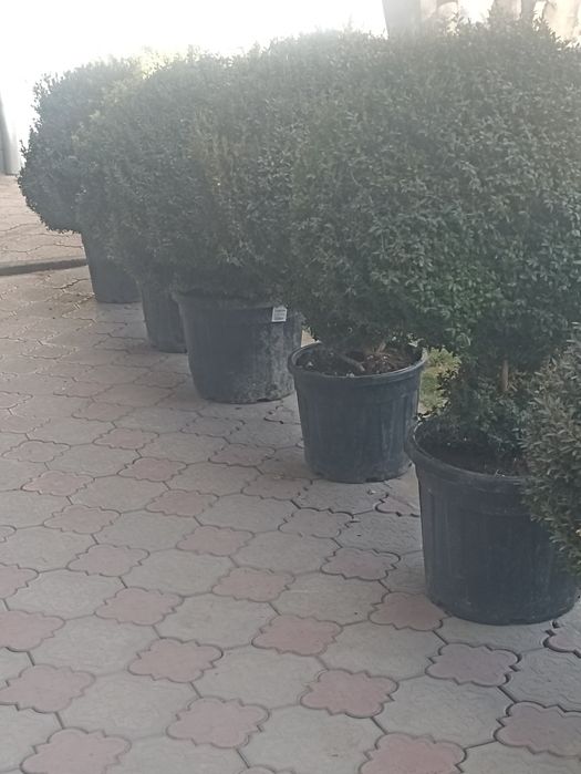 Декларативной шамшод кучатлари сотилади 12 йили