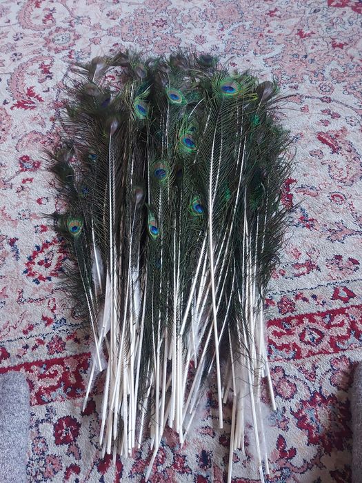 Перья павлинов продам