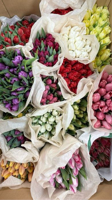 Тюльпаны оптом Караганда