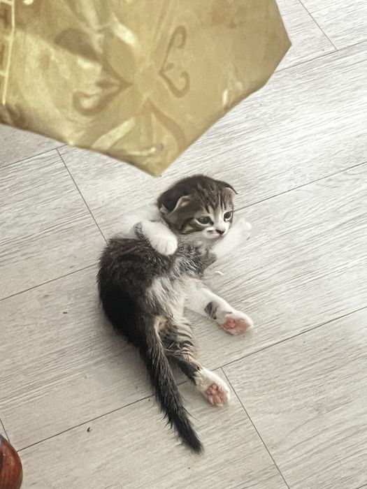 Отдам котиков в добрые руки!