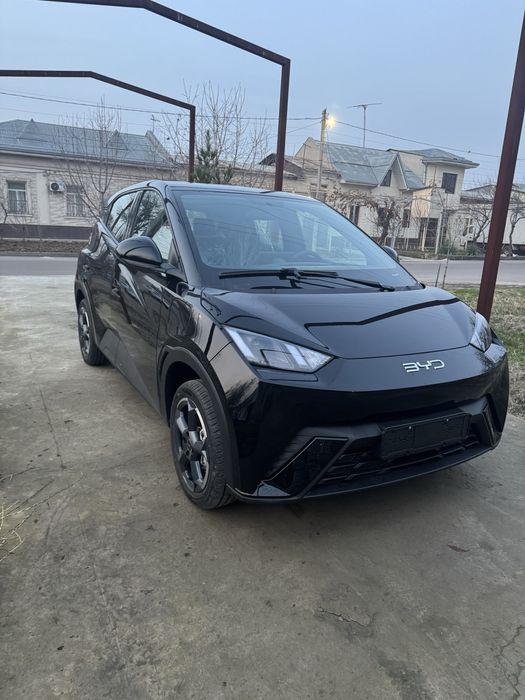 Byd seagull bez prabeg