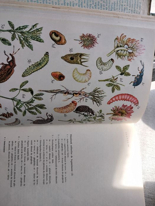 ^Determinator pentru recunoașterea dăunătorilor plantelor cultivate