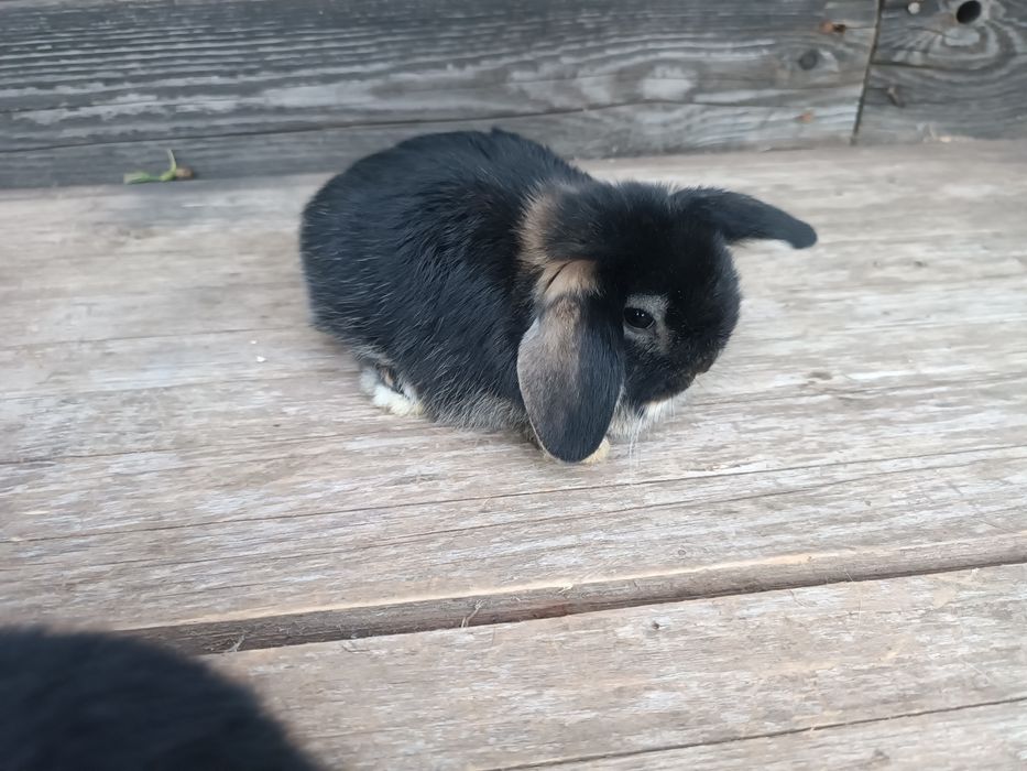 Iepurasi pitici Holland Lop / Mini Lop