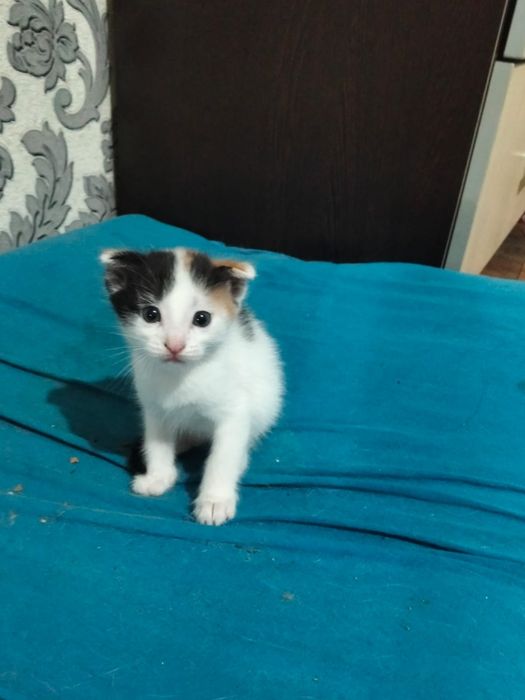 Котята вислоушки