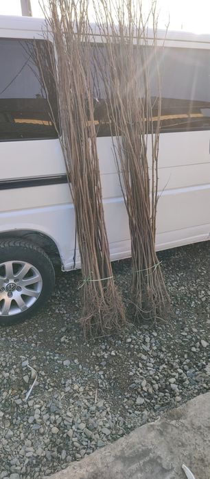 Puieți salcâm frasin tei fag carpen stejar mesteacăn plop brad molid