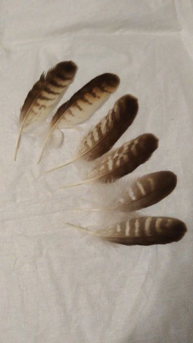 Перья Совы натуральные