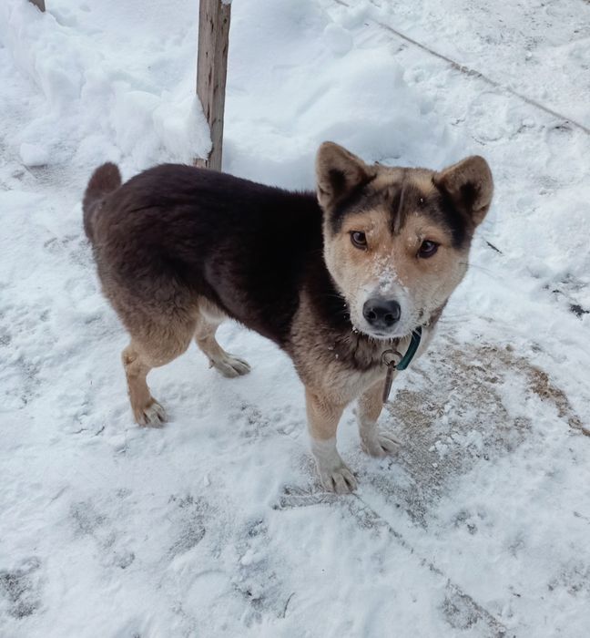 Отдам в хорошие руки