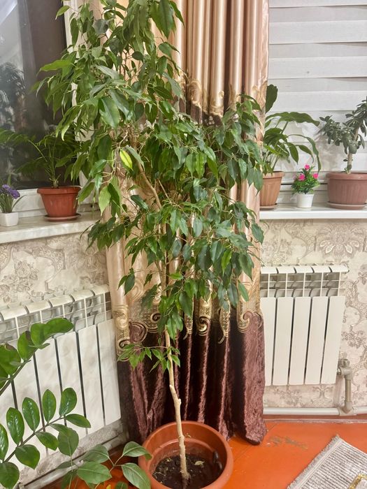 Комнатные цветы 3000, 5000 тг