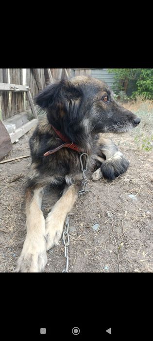 Собака бесплатно