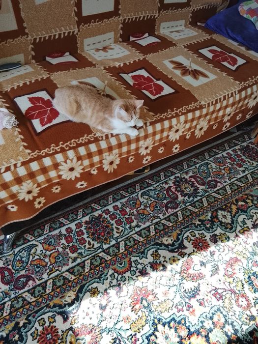 Отдам кошку в хорошие руки