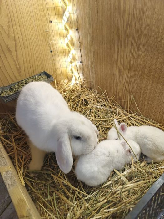 Almasni glas  karlik bollari sotiladi