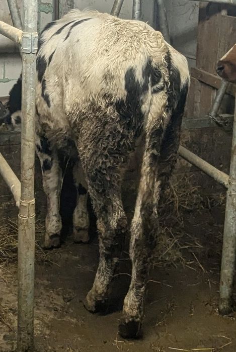 Vrea să plece vițel de 8 luni