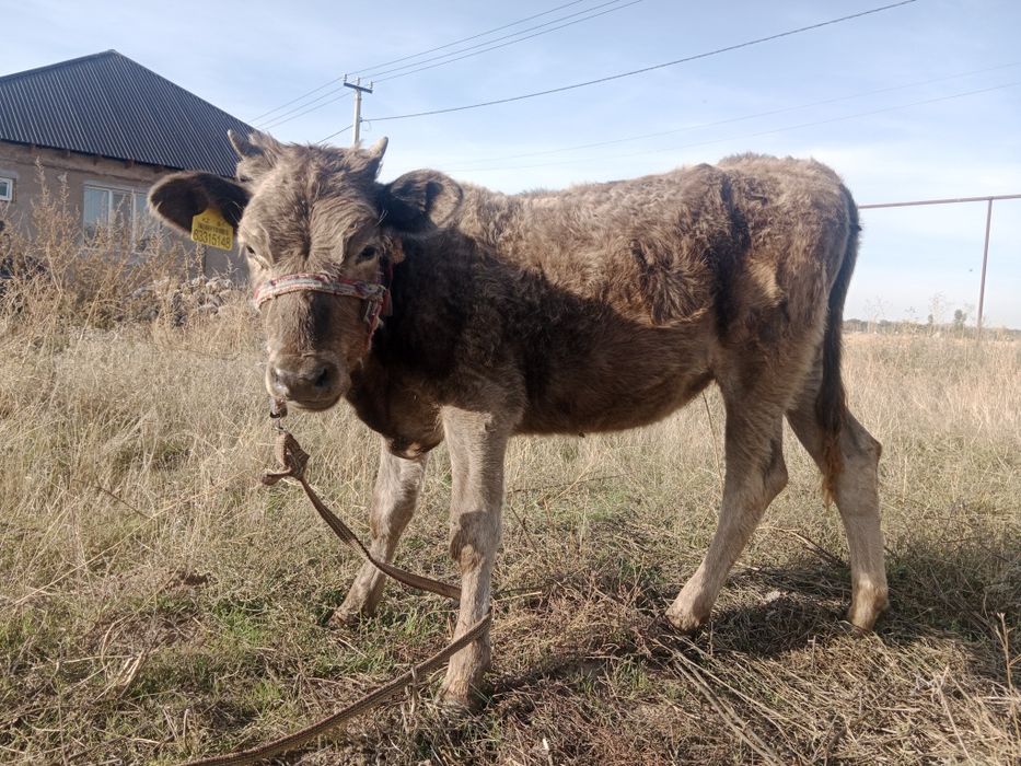 Бұзаулар сатылады