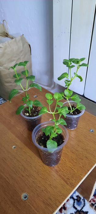 Комнатные цветы красивые